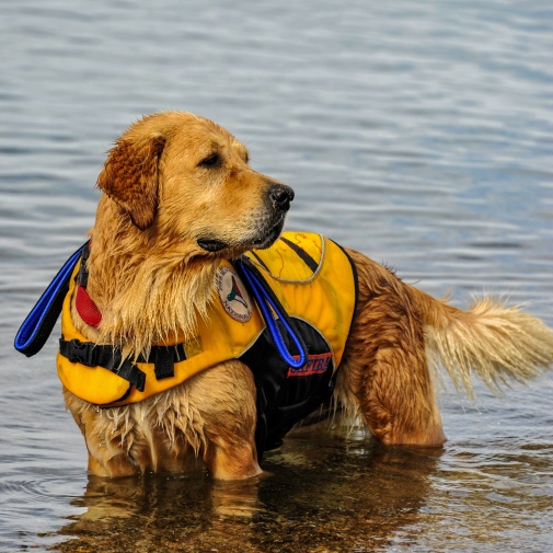 Dogs Lifeguard
