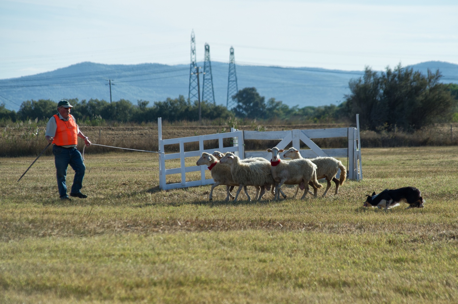 Continental Sheep Dog Championship 2015